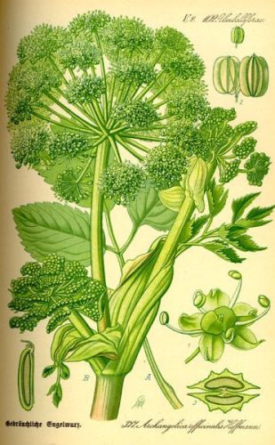 Berry-bearing Angelica - Angelica archangelica - Дягиль лекарственный